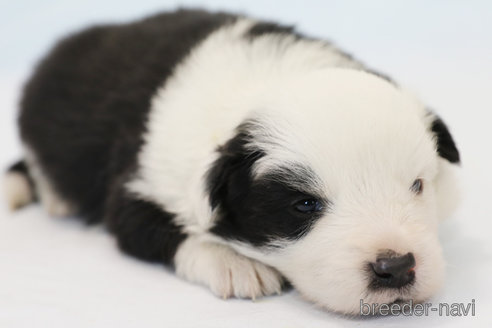 成約済の神奈川県のボーダーコリー-281485の2枚目